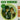 SUN DRAGON - GREEN TAMBOURINE (LIMITED GREEN VINYL RSD EDITION) - 5060887170017