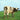 ATOM HEART MOTHER