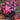 BLACK MIDI - HELLFIRE - 0191402032116