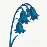 BLUEBELLS - THIS IS THE BLUEBELLS (EXCL BURGUNDY VINYL)